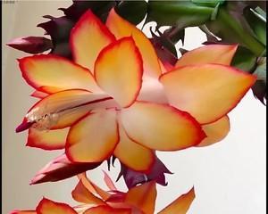 蟹爪兰花语解读（探寻蟹爪兰花语的内涵及象征意义）