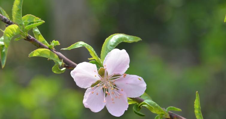 杏花古代别称的花语及寓意（传统文化中的杏花与情感的表达）