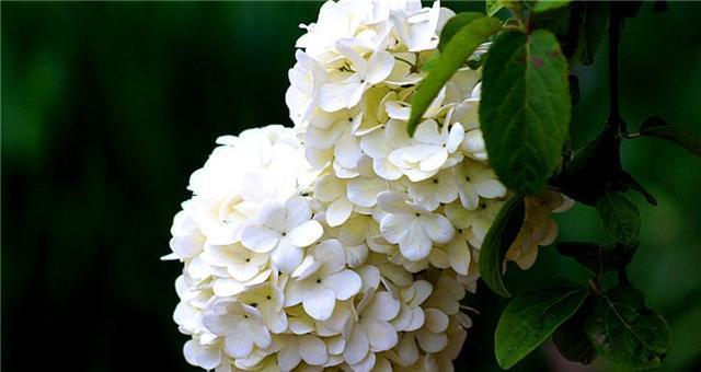杏花古代别称的花语及寓意（传统文化中的杏花与情感的表达）
