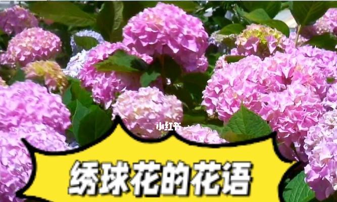 绣球花，花语之美（探寻绣球花的花语之谜）