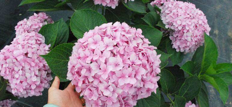 绣球花的花语与寓意（美丽与纯洁的象征——绣球花的花语和寓意）