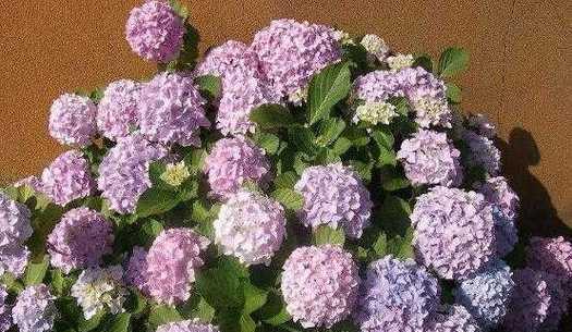 绣球花的花语与象征意义（绣球花，花开寓意生生不息）