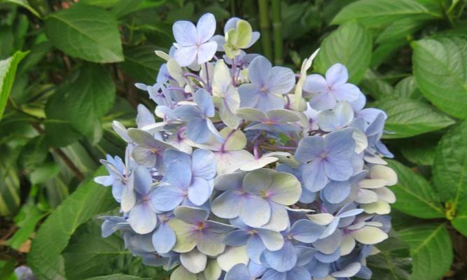 绣球花的花语及其象征意义（解读绣球花的含义与传统象征）