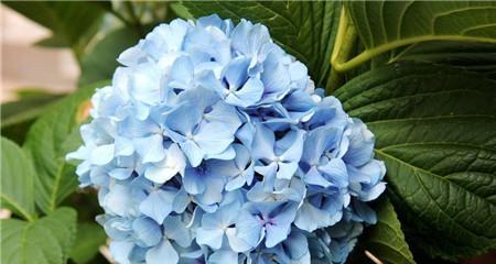 绣球花的花语及其象征意义（解读绣球花的含义与传统象征）