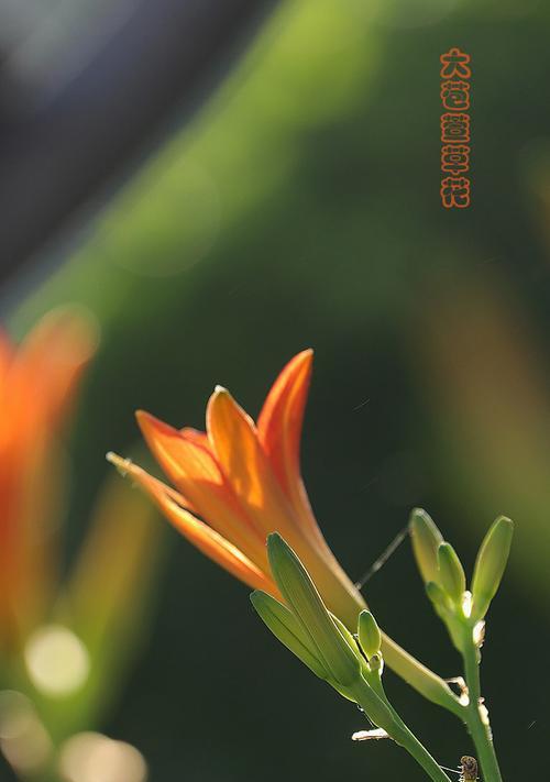 以萱草花的寓意象征是什么（探寻萱草花的象征意义）