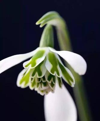 雪滴花（探寻雪滴花的美丽传说与花语之谜）