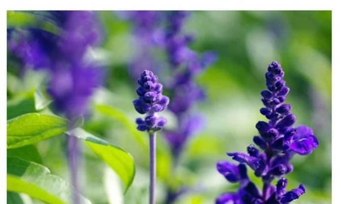 薰衣草的花语——守护与希望（美丽的紫色花朵传递的含义和象征）