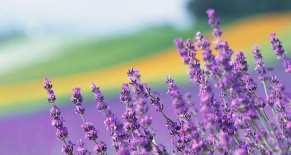 薰衣草的花语——守护与希望（美丽的紫色花朵传递的含义和象征）