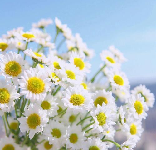 洋甘菊的花语和寓意（洋甘菊的花语）