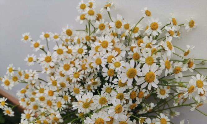洋甘菊的浪漫花语（探寻洋甘菊的情感象征与深意）
