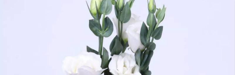 洋桔梗花的花语及意义解读（揭秘洋桔梗花的神秘符号与象征）