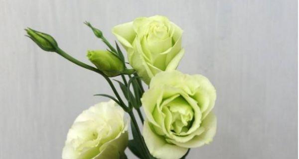 洋桔梗的花语与寓意——传递希望与坚持的力量（洋桔梗的花语解读及文化意涵探索）