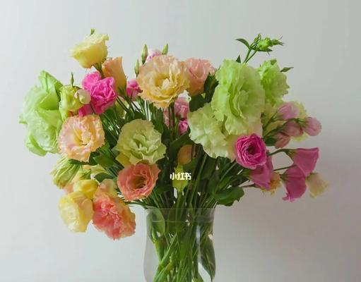 洋桔梗的花语与寓意——传递希望与坚持的力量（洋桔梗的花语解读及文化意涵探索）