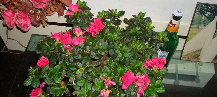以养杜鹃花的寓意（用爱呵护，开出心灵的花朵）