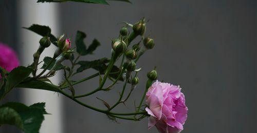 野蔷薇花语的美丽寓意（用一朵花的语言传递真情）