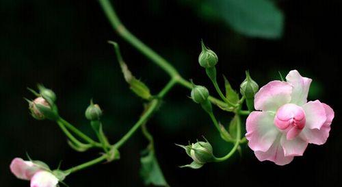 野蔷薇花语的美丽寓意（用一朵花的语言传递真情）