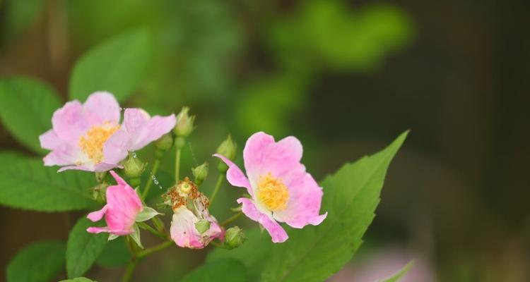 野蔷薇的象征意义与美丽（揭示野蔷薇传递的情感和文化内涵）