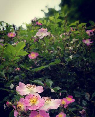 野蔷薇的象征意义与美丽（揭示野蔷薇传递的情感和文化内涵）