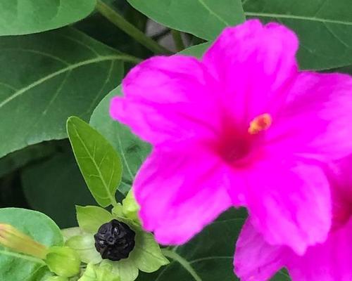 夜来香——传说中的花香仙子（探秘夜来香的花语与传说）