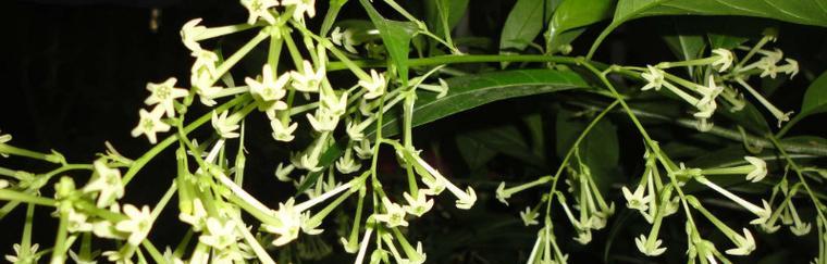 夜来香——传说中的花香仙子（探秘夜来香的花语与传说）