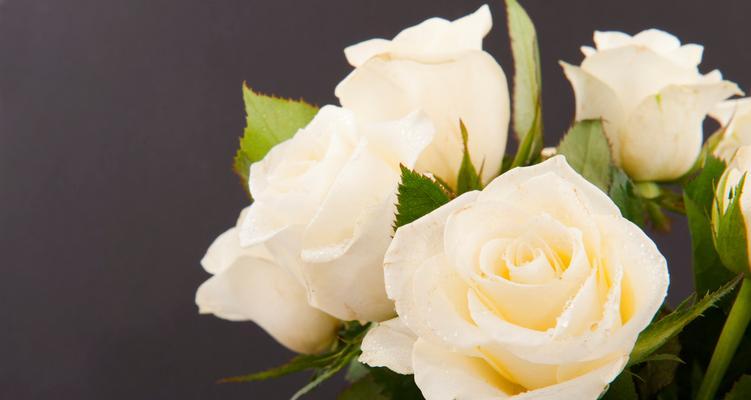 白玫瑰的象征意义（纯洁与无瑕的花朵世界）