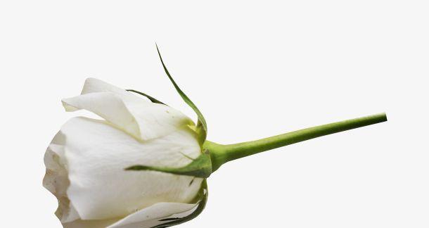 白玫瑰的象征意义（纯洁与无瑕的花朵世界）