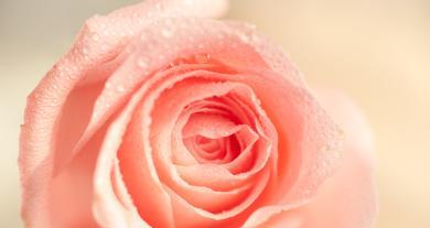粉玫瑰的象征意义（一朵芳香的爱意）