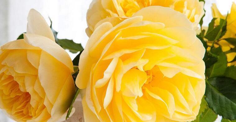 一朵黄玫瑰的象征意义（黄玫瑰）