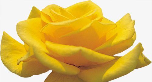 一朵黄玫瑰的象征意义（黄玫瑰）