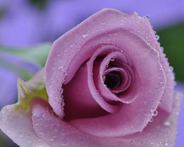 一朵紫玫瑰的象征意义和魅力（探寻紫玫瑰的神秘芬芳，带来的深刻寓意）