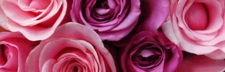 一朵紫玫瑰的象征意义和魅力（探寻紫玫瑰的神秘芬芳，带来的深刻寓意）