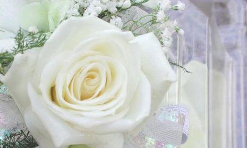 一束白玫瑰的寓意与象征（纯洁与无瑕的象征——白玫瑰）