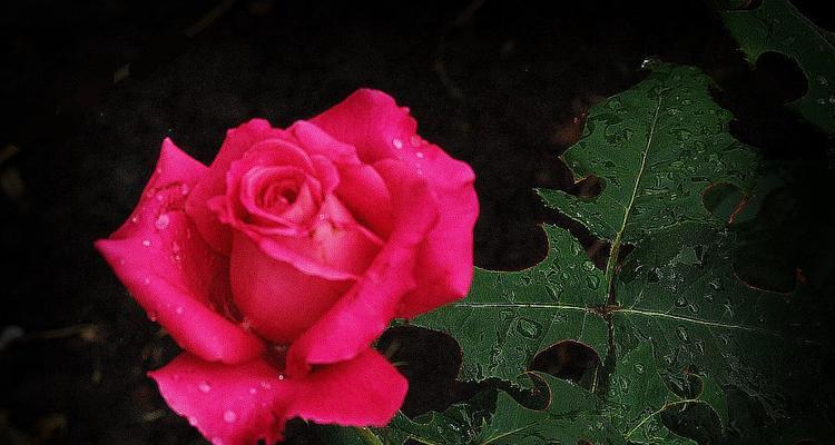 玫瑰花的象征意义与魅力（探索玫瑰花的情感寓意，了解其多样化的象征意义）