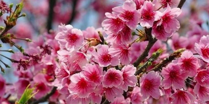 樱花的花语之美（揭示樱花的浪漫、喜悦和希望）