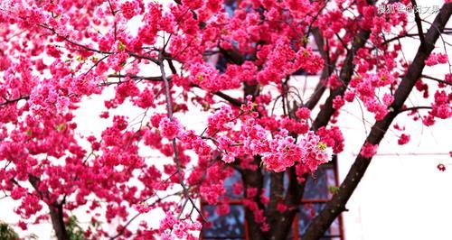 樱花的花语之美（揭示樱花的浪漫、喜悦和希望）