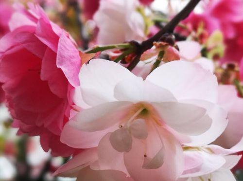 樱花的花语及寓意（探究樱花的意义和适宜赠送对象，感受花开花落间的情感）