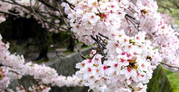 樱花之舞（樱花花语的深刻寓意与启示）