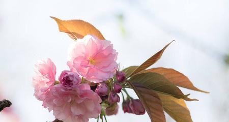 樱花的寓意与象征意义（探寻樱花背后的文化内涵与情感表达）