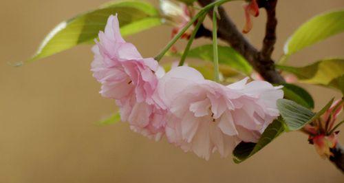樱花的寓意与象征意义（探寻樱花背后的文化内涵与情感表达）