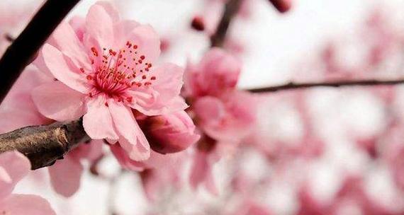 樱花花语（探寻樱花的深层意义与文化内涵）