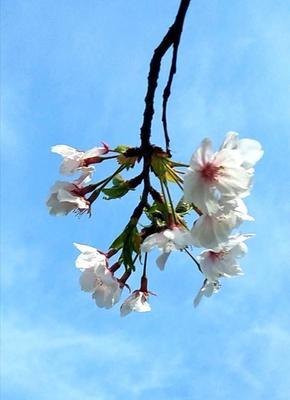 樱花花语的美丽寓意（探索樱花的深层意义，感受自然与人文的和谐共生）