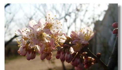 樱桃花的花语——美丽与爱情的象征（樱桃花的花语及其文化内涵）