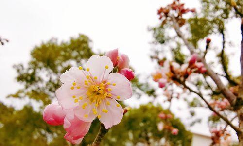 樱桃花的花语——美丽与爱情的象征（樱桃花的花语及其文化内涵）