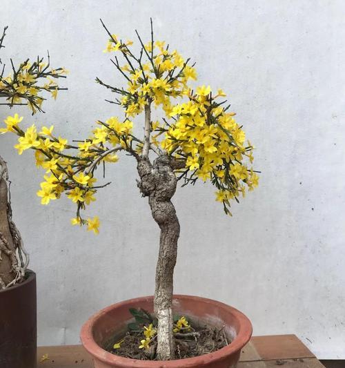迎春花花语的意义及传承（迎春花）