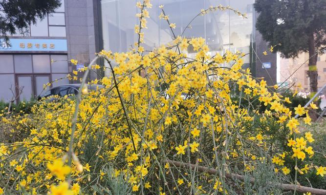 迎春花（迎春花的寓意和象征）