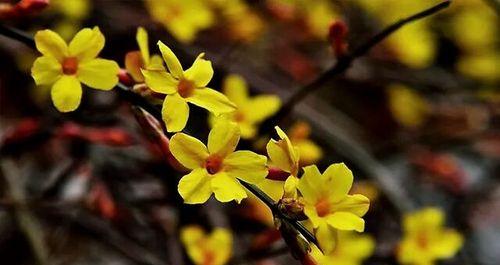 迎春花花语之美与寓意（探寻迎春花的神秘面纱与情感内涵）