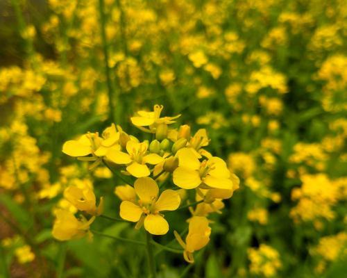 油菜花花语与文化背景（探寻油菜花的情感寓意与历史渊源）