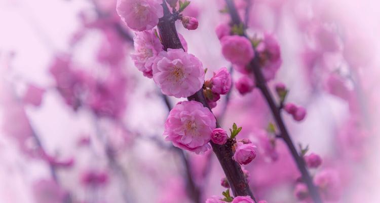 以榆叶梅花语是什么（探寻榆叶梅花的深意）