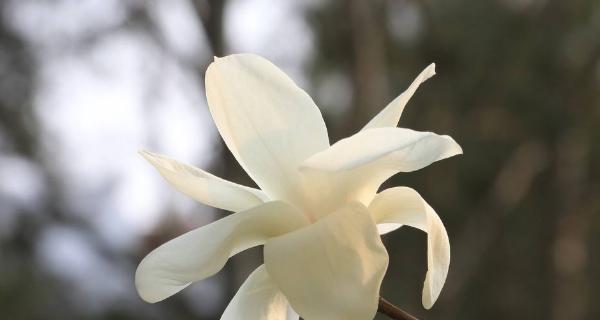 玉兰花的花语与寓意（探寻玉兰花的花语与象征意义）