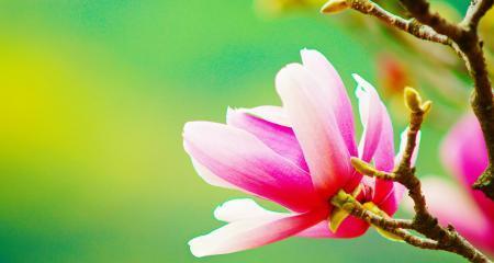 玉兰花的花语与寓意（探寻玉兰花的花语与象征意义）